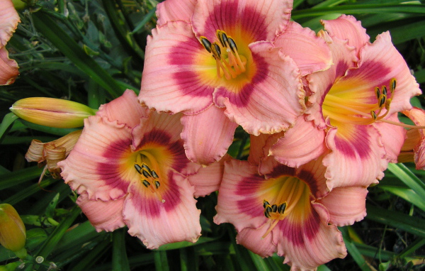 Красивые цветы лилейник на клумбе в саду