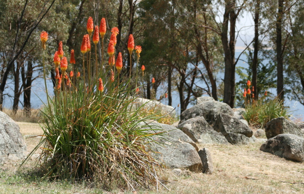 Красивые цветы кникофия на клумбе в саду