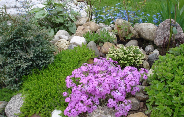 Красивые цветы армерия на клумбе в саду