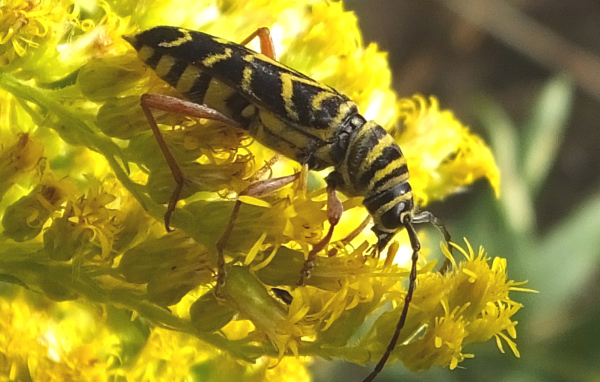 Красивые цветы венидиум на клумбе в саду