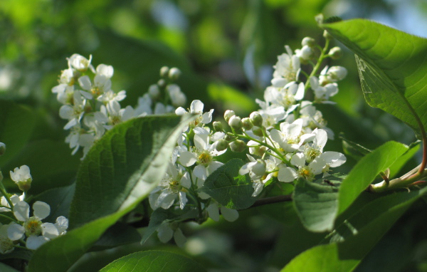 Красивые цветы бадан в лесу