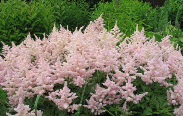 Красивые цветы астильба в саду