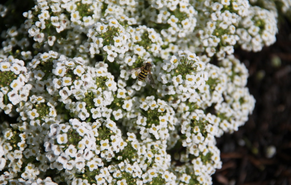 Красивые цветы алиссум в саду