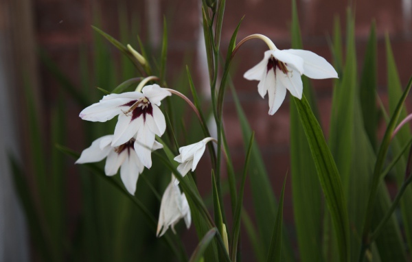 Красивые цветы ацидантера в саду
