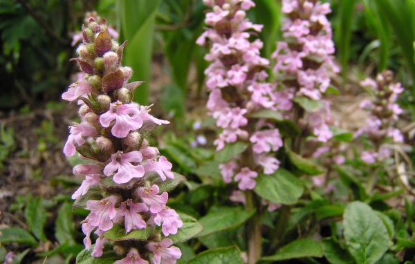 Красивые цветы аюга в саду