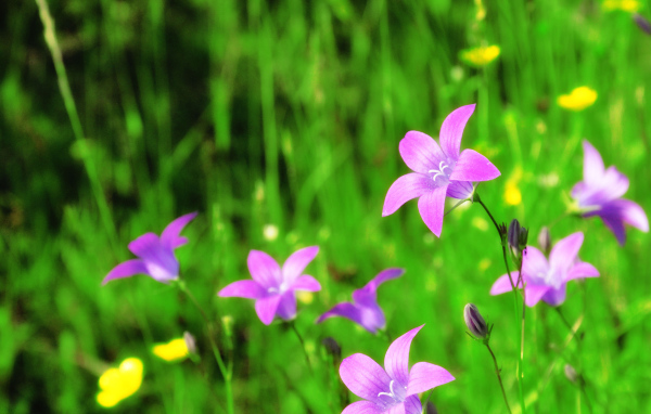 Красивые цветы колокольчики в саду