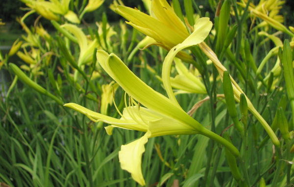 Красивые цветы лилейник в саду