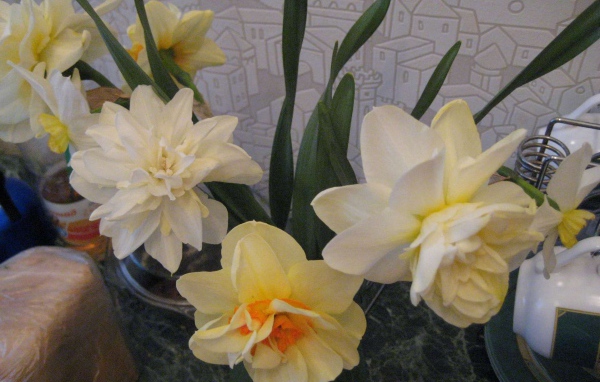 Красивые цветы нектароскордум в саду