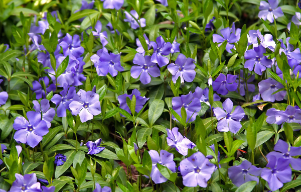 Красивые цветы барвинок в саду