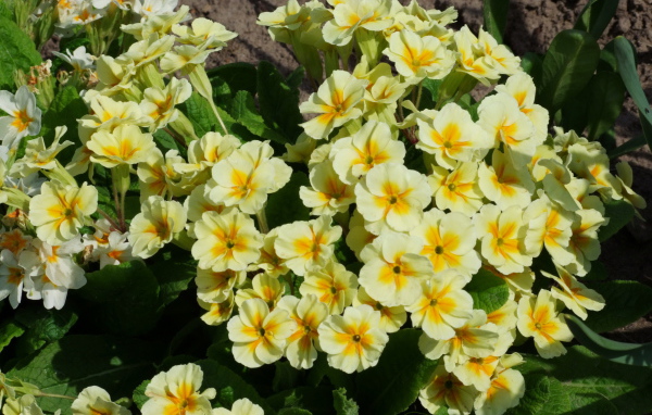 Красивые цветы примула в саду