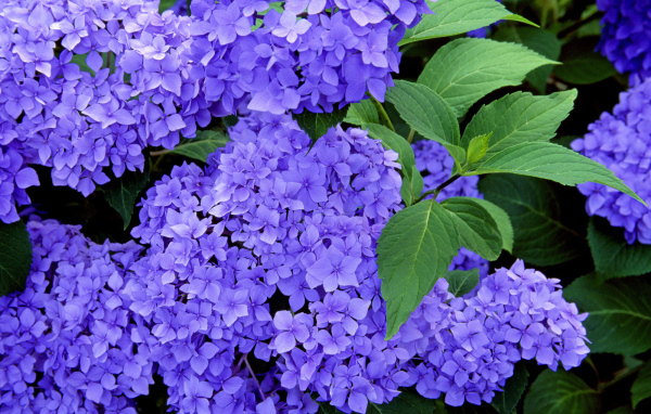 Красивые цветы вероника в саду