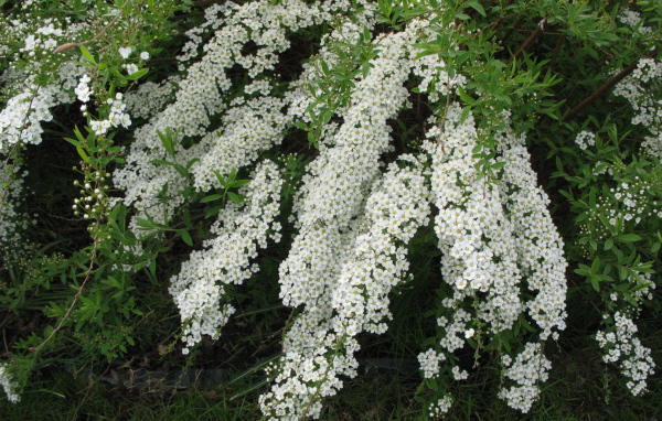 Красивые цветы спирея в саду