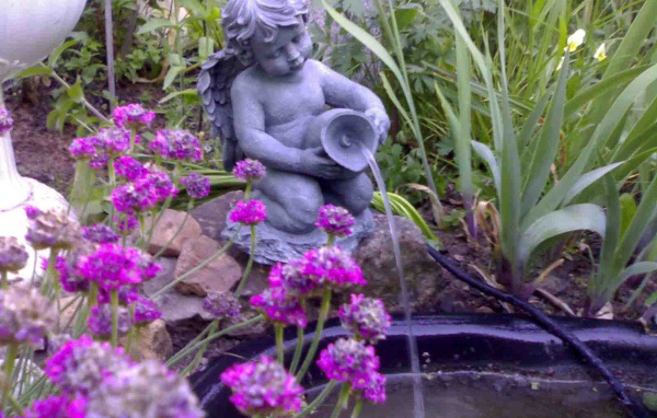 Красивые цветы армерия в саду