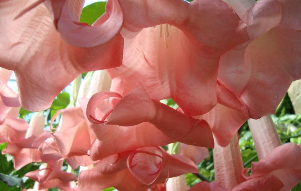 Красивые цветы бругмансия в парке