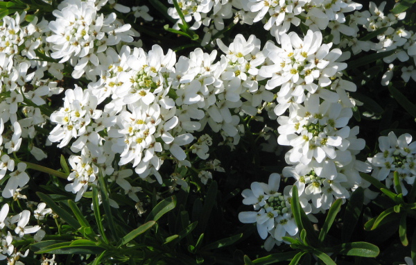 Красивые цветы иберис в парке