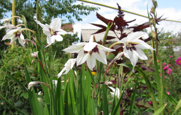 Красивые цветы ацидантера в парке