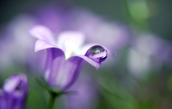 Красивые цветы колокольчик в парке