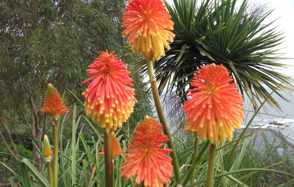 Красивые цветы кникофия в парке