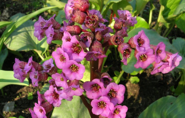 Красивые цветы растения бадан в парке