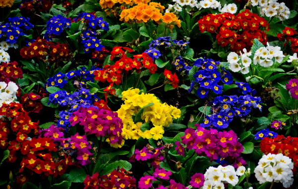 Красивые цветы примула в парке