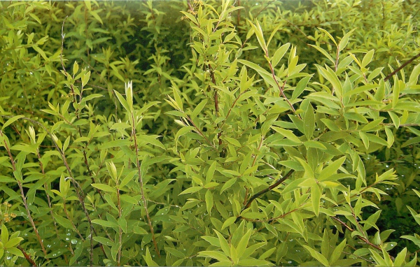 Красивые цветы спирея в парке