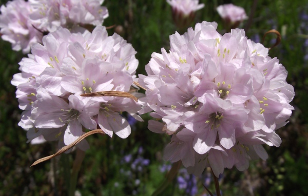 Красивые цветы армерия в парке