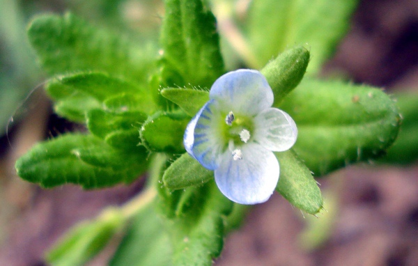 Красивые цветы вероника в парке