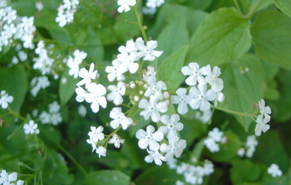 На солнце красивые цветы бруннера 