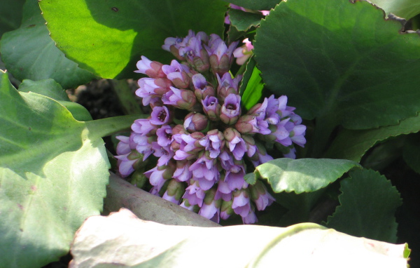 Красивые цветы бадан на солнце