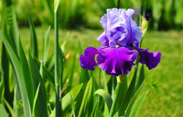 Beautiful flowers irises in the park