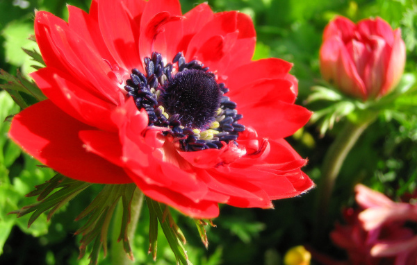 Красивые цветы анемона в парке