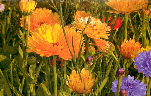 Красивые цветы календула на поляне