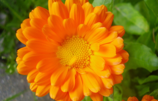 Красивые цветы календула на клумбе в саду