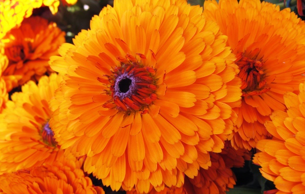 Красивые цветы календула в парке