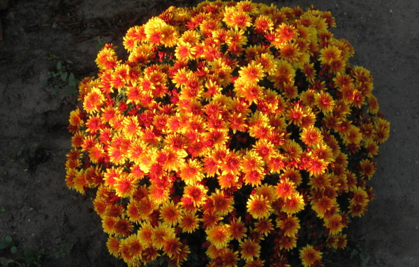 Красивые цветы хризантема 