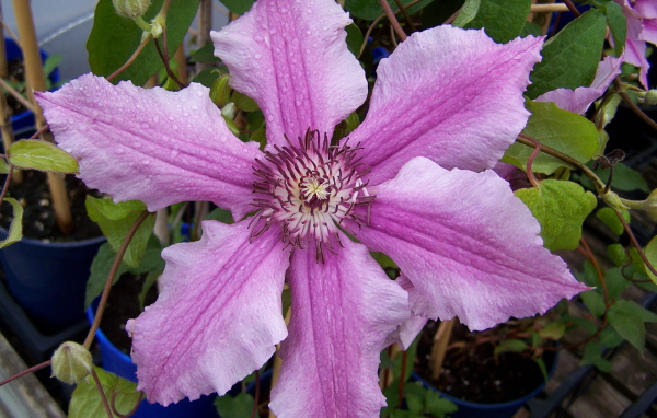 Красивые цветы клематис на клумбе в саду