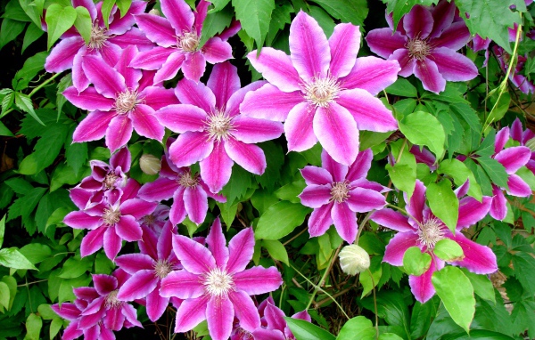 Красивые цветы клематис на поляне