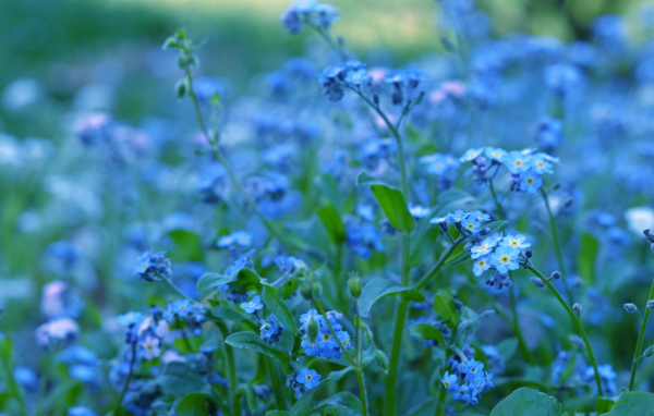 Красивые цветы незабудки в лесу