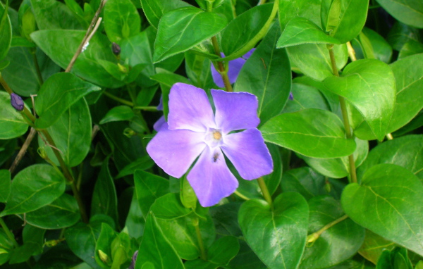 Красивые цветы барвинок на поляне