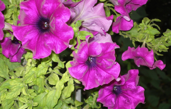 Красивые цветы петуния на поляне