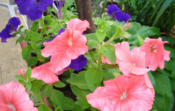 Красивые цветы петуния в лесу