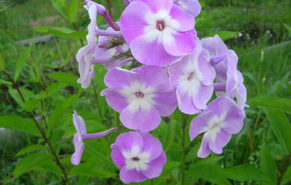 Красивые цветы флокс в парке