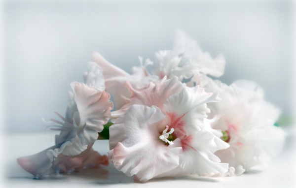 Красивые цветы белого гладиолуса