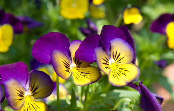 Красивые цветы желто-фиолетовые анютины глазки