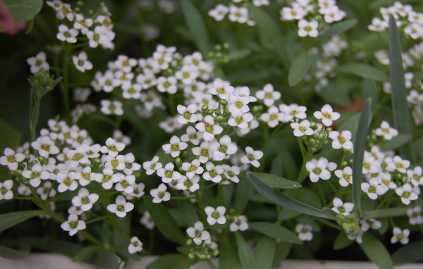 Красивые цветы алиссум на дачном участке