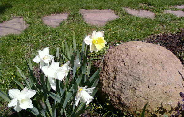 Красивые цветы нектароскордум на дачном участке