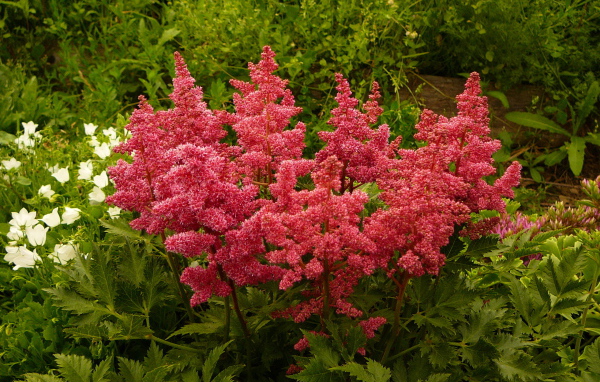 Красивые цветы астильба на поляне