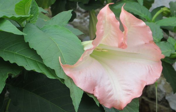 На поляне красивые цветы бругмансия