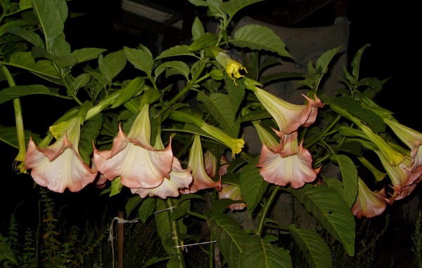 Красивые цветы бругмансия на поляне