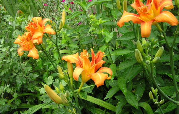 Красивые цветы лилейник на поляне